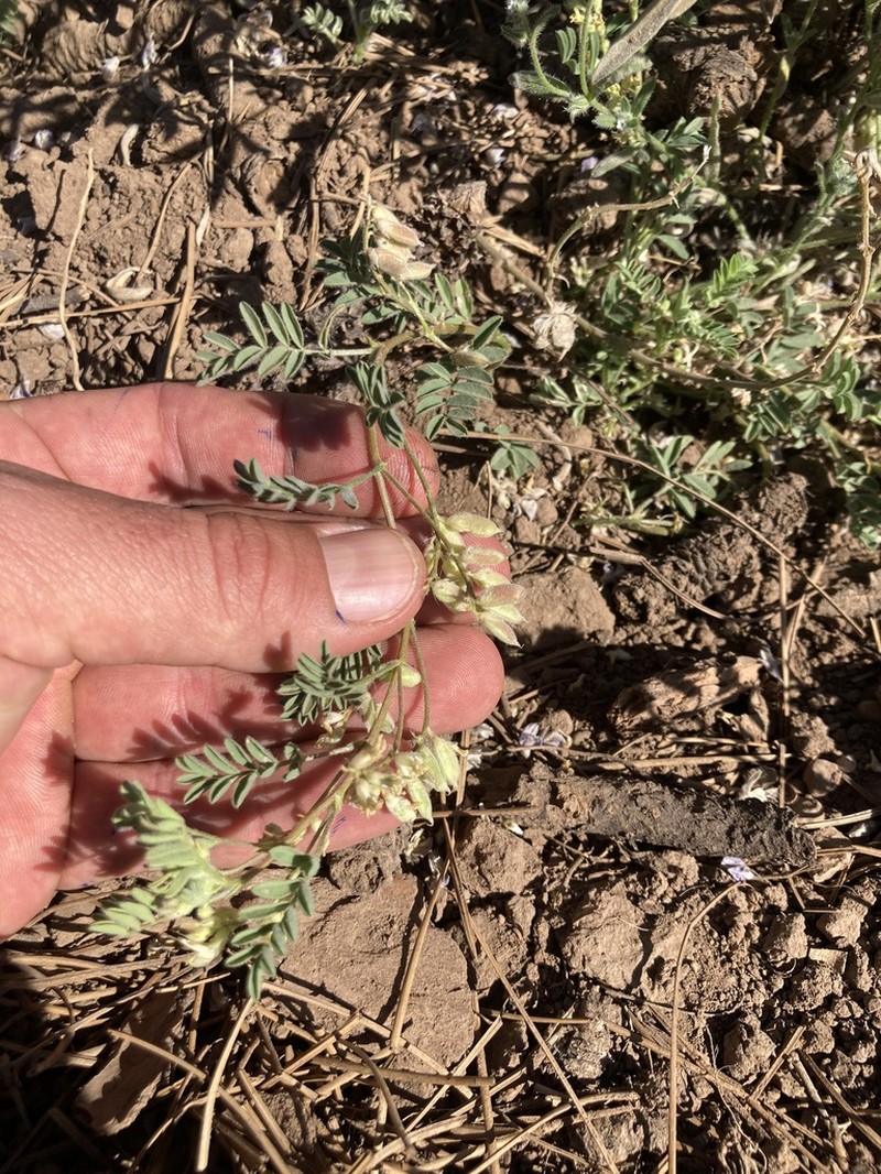 Lens Pod Milkvetch photo 2