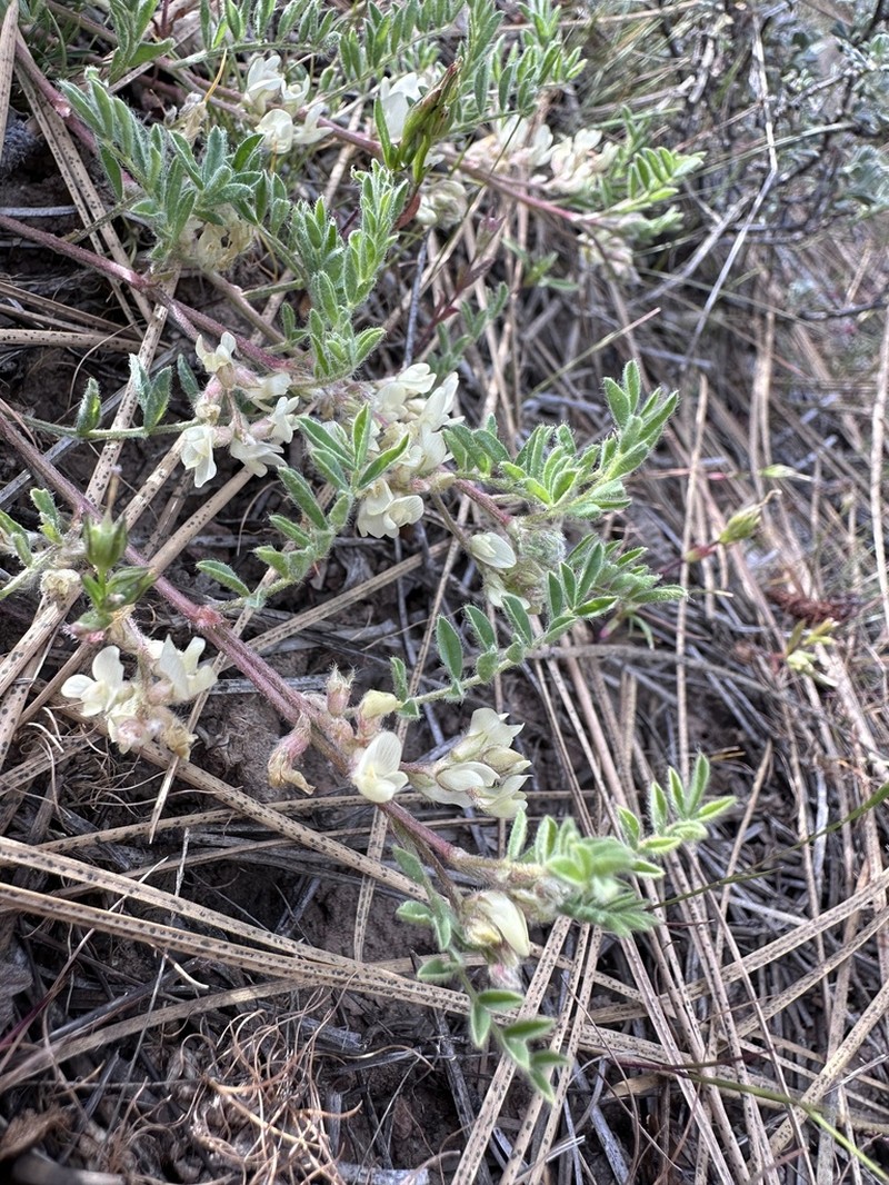 Lens Pod Milkvetch photo 3