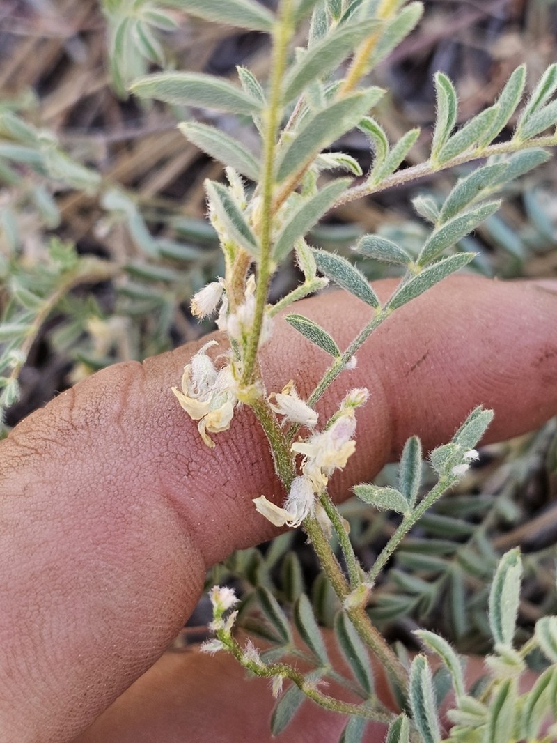 Lens Pod Milkvetch photo 4