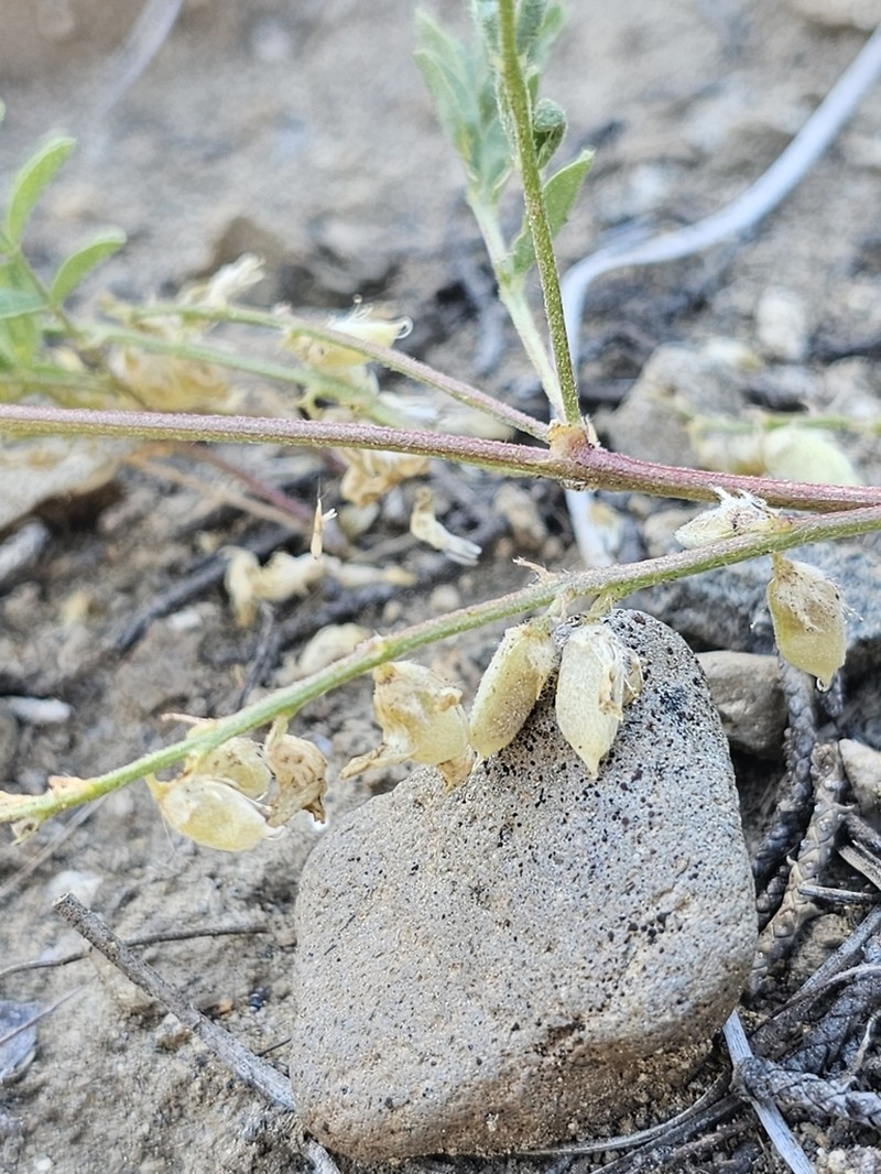 Lens Pod Milkvetch photo 5