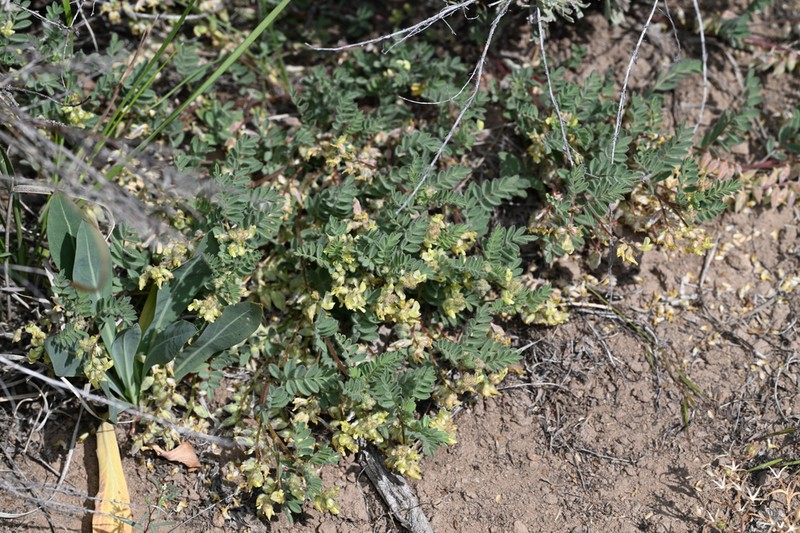 Lens Pod Milkvetch photo 6