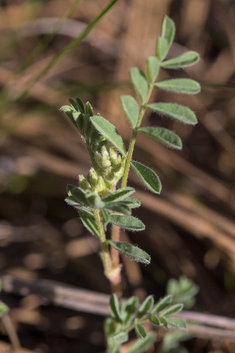 Lens Pod Milkvetch photo 7