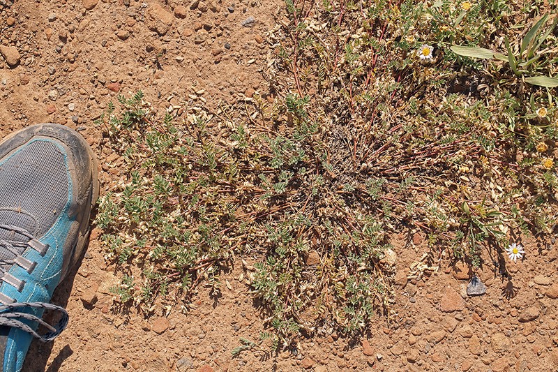 Lens Pod Milkvetch photo 4