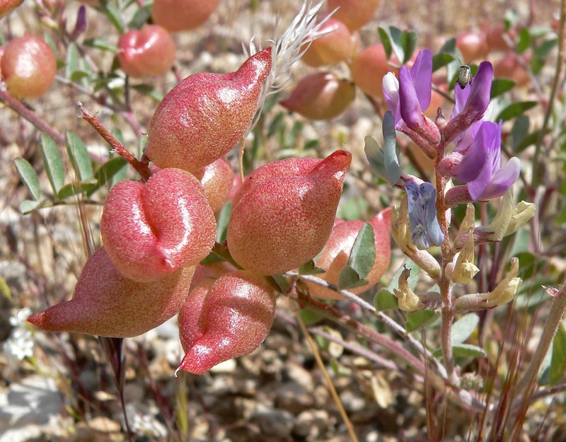Freckled Milkvetch