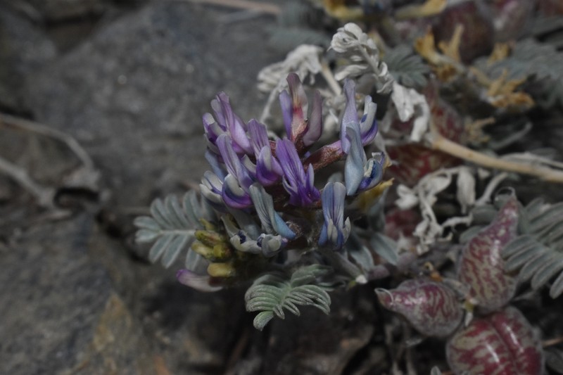 Freckled Milkvetch photo 2