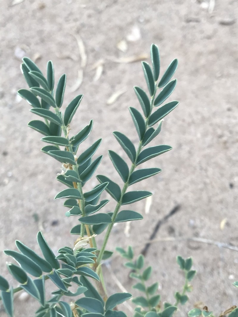 Freckled Milkvetch photo 3