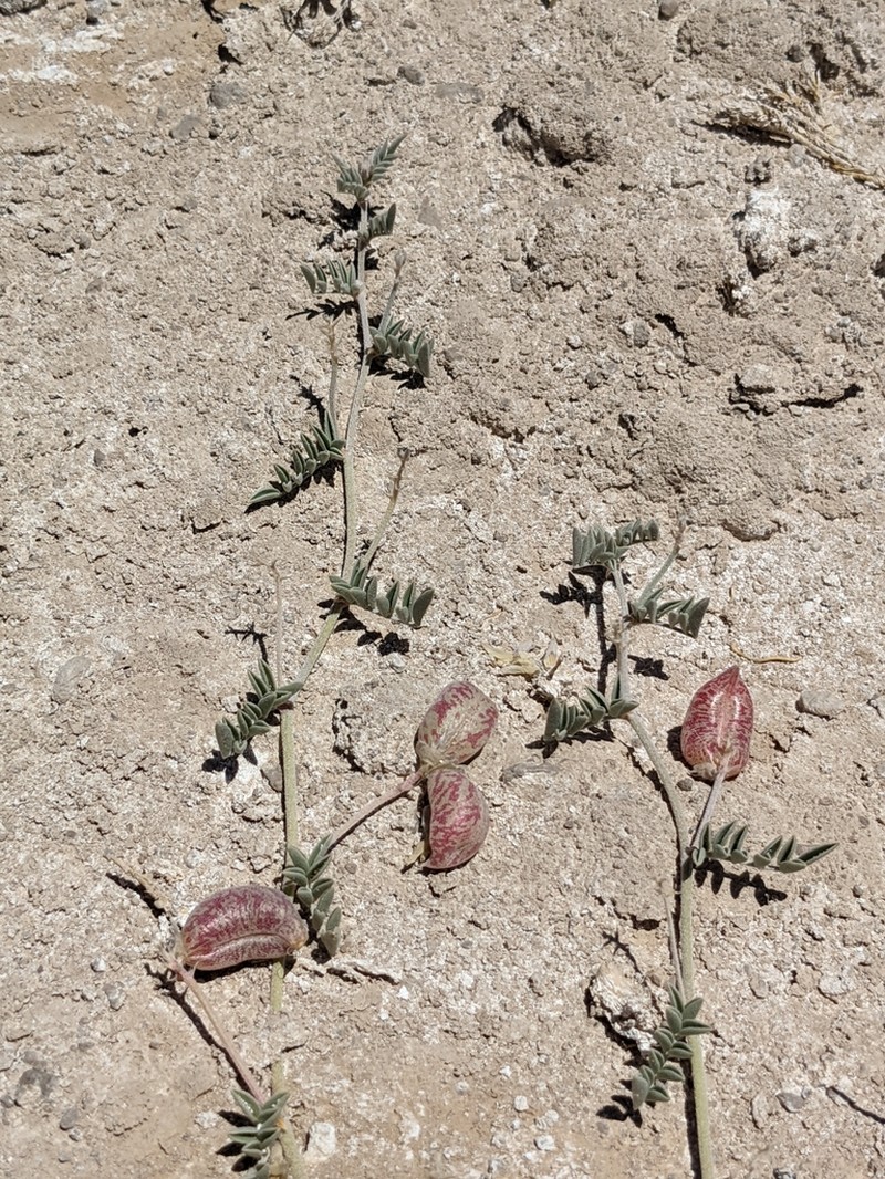 Freckled Milkvetch photo 4
