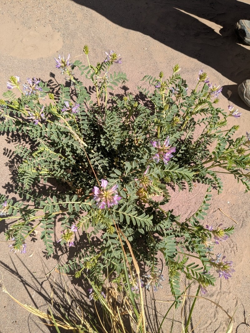Freckled Milkvetch photo 6