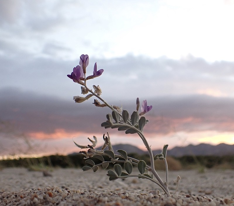 Freckled Milkvetch photo 7