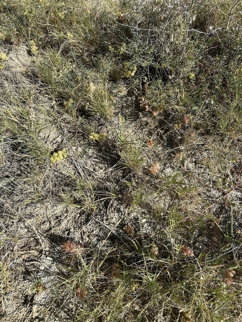 Astragalus lentiginosus var. albifolius