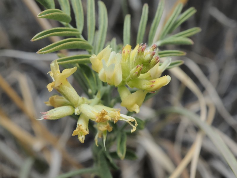 Astragalus lentiginosus var. albifolius photo 2