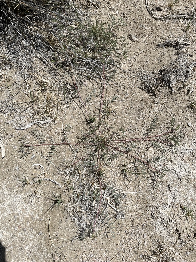 Astragalus lentiginosus var. albifolius photo 3