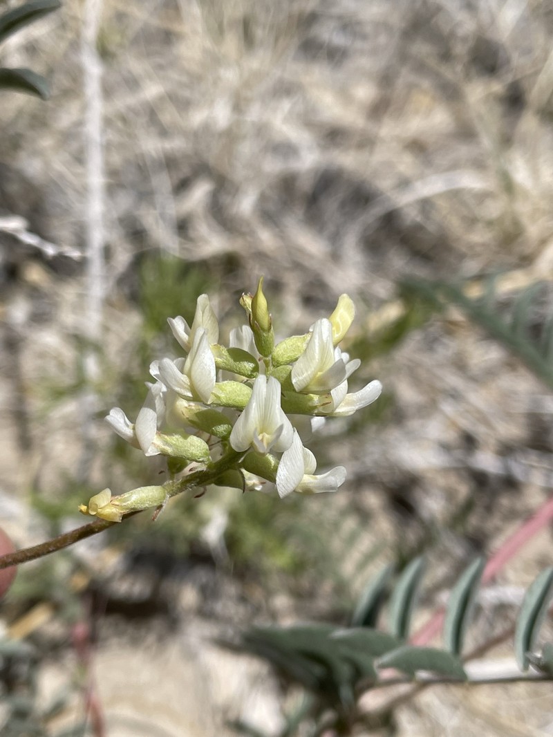 Astragalus lentiginosus var. albifolius photo 4