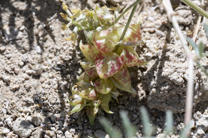 Astragalus lentiginosus var. albifolius photo 5