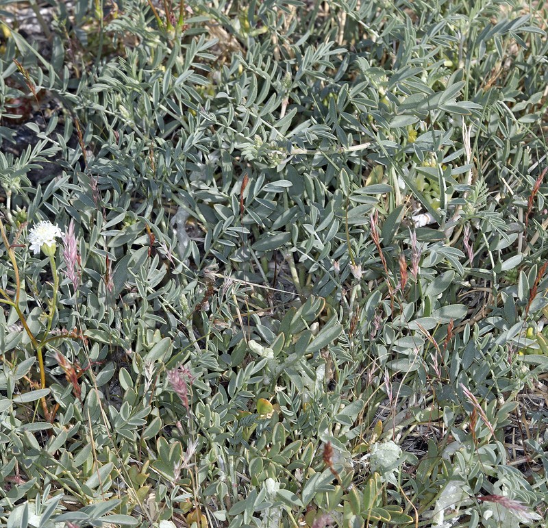 Astragalus lentiginosus var. albifolius photo 6
