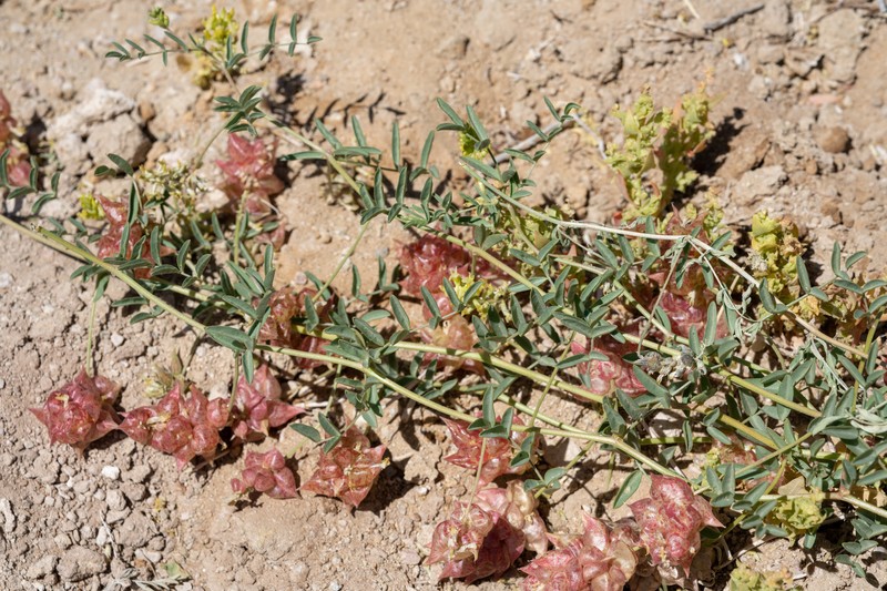 Astragalus lentiginosus var. albifolius photo 7