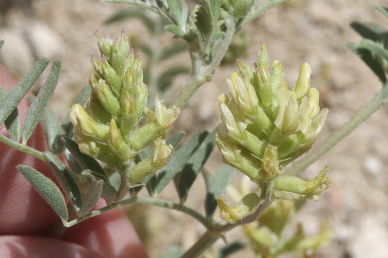 Astragalus lentiginosus var. albifolius photo 8