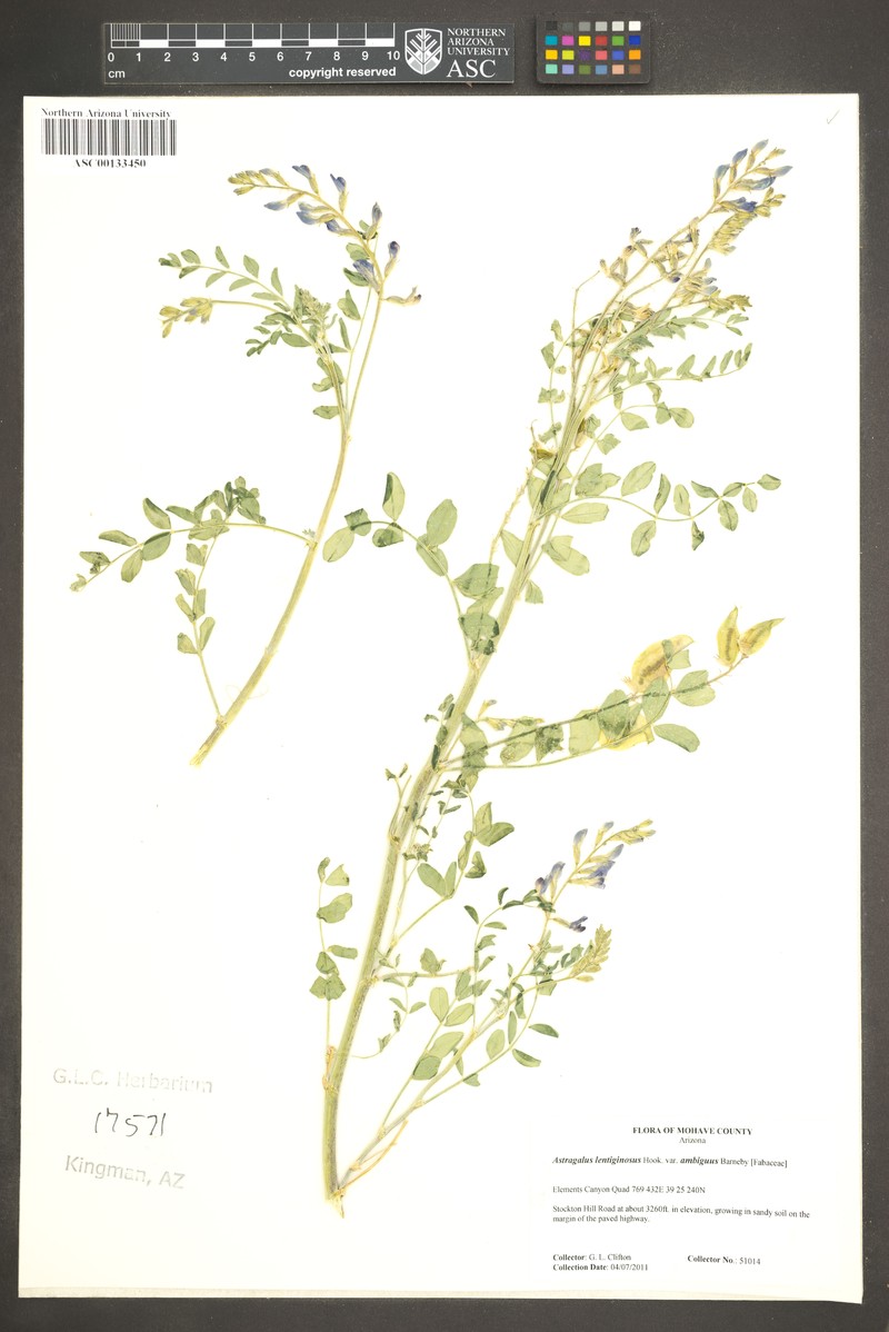 Astragalus lentiginosus var. ambiguus photo 3
