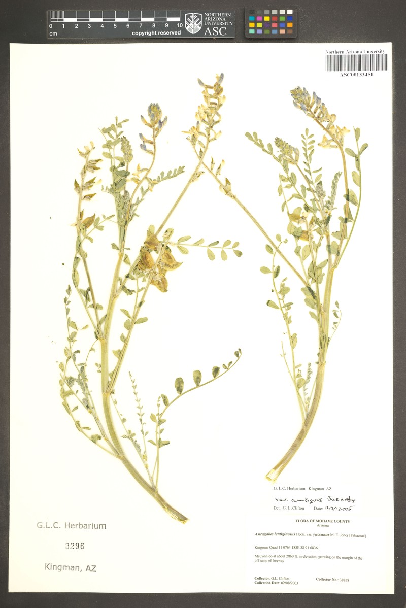 Astragalus lentiginosus var. ambiguus photo 4