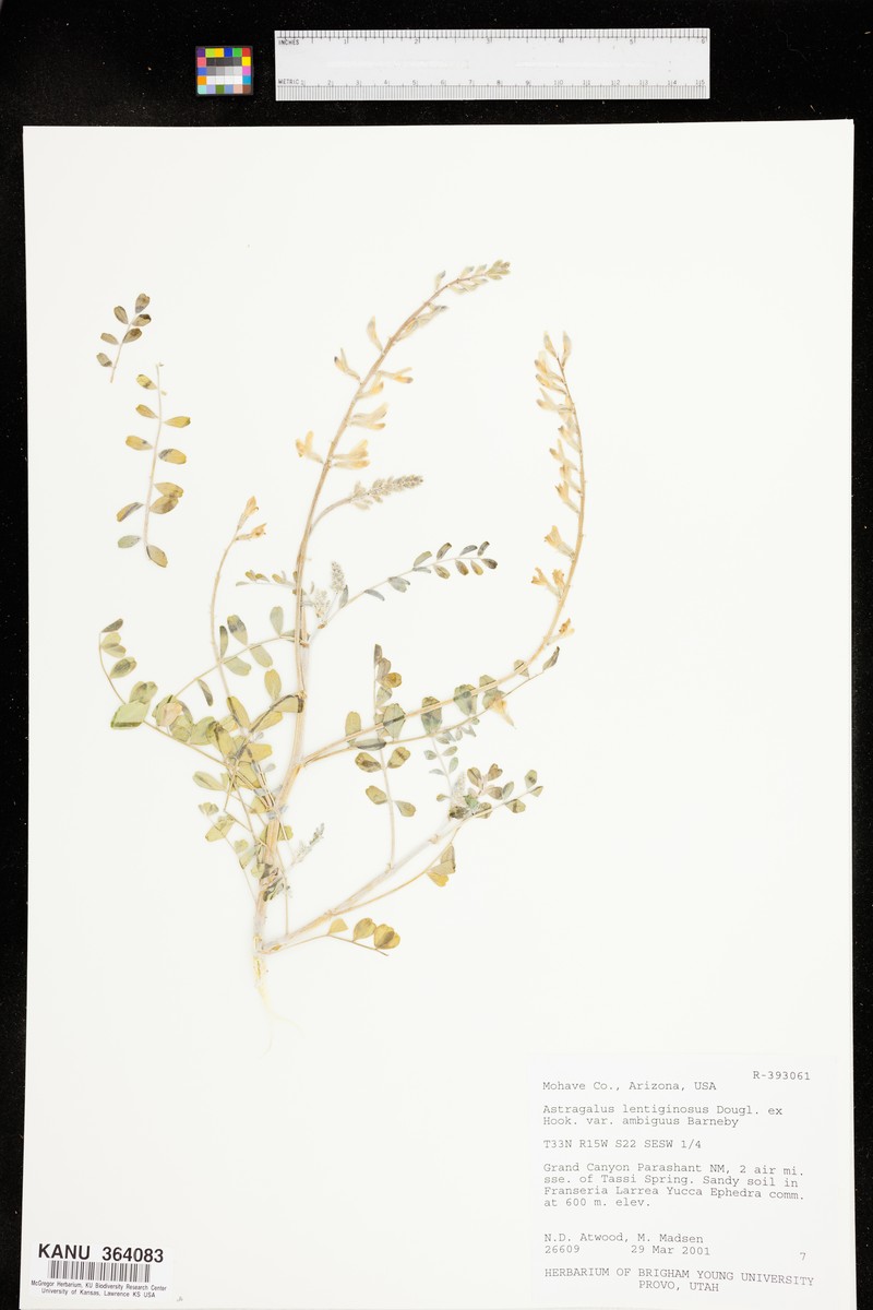 Astragalus lentiginosus var. ambiguus