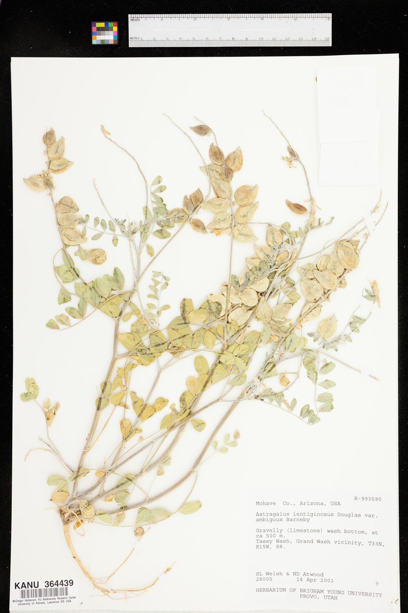 Astragalus lentiginosus var. ambiguus photo 2