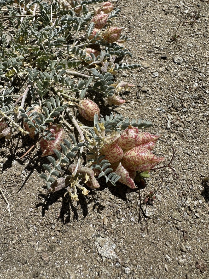 Astragalus lentiginosus var. antonius