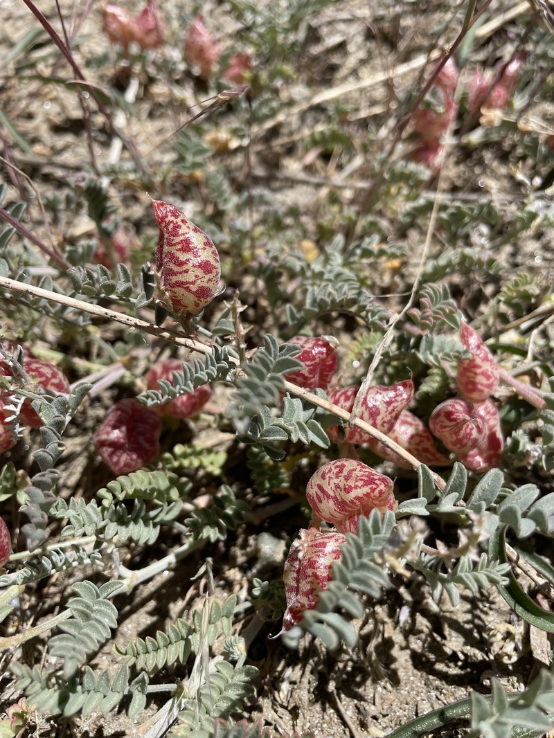 Astragalus lentiginosus var. antonius photo 2