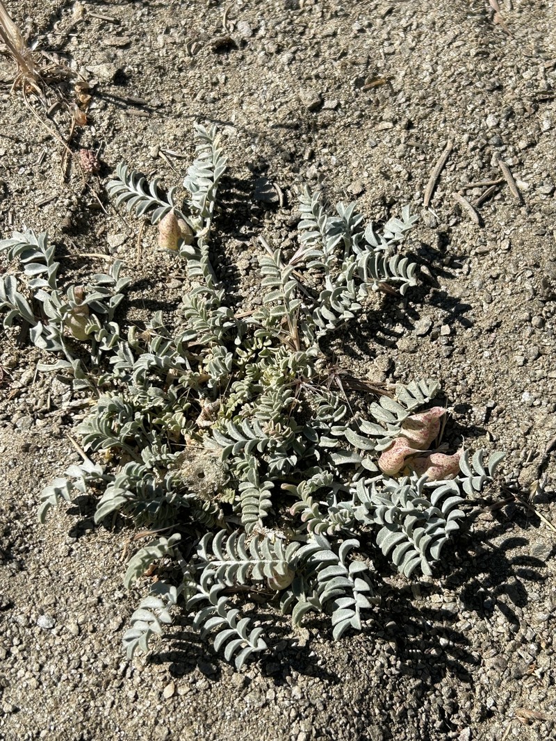 Astragalus lentiginosus var. antonius photo 3