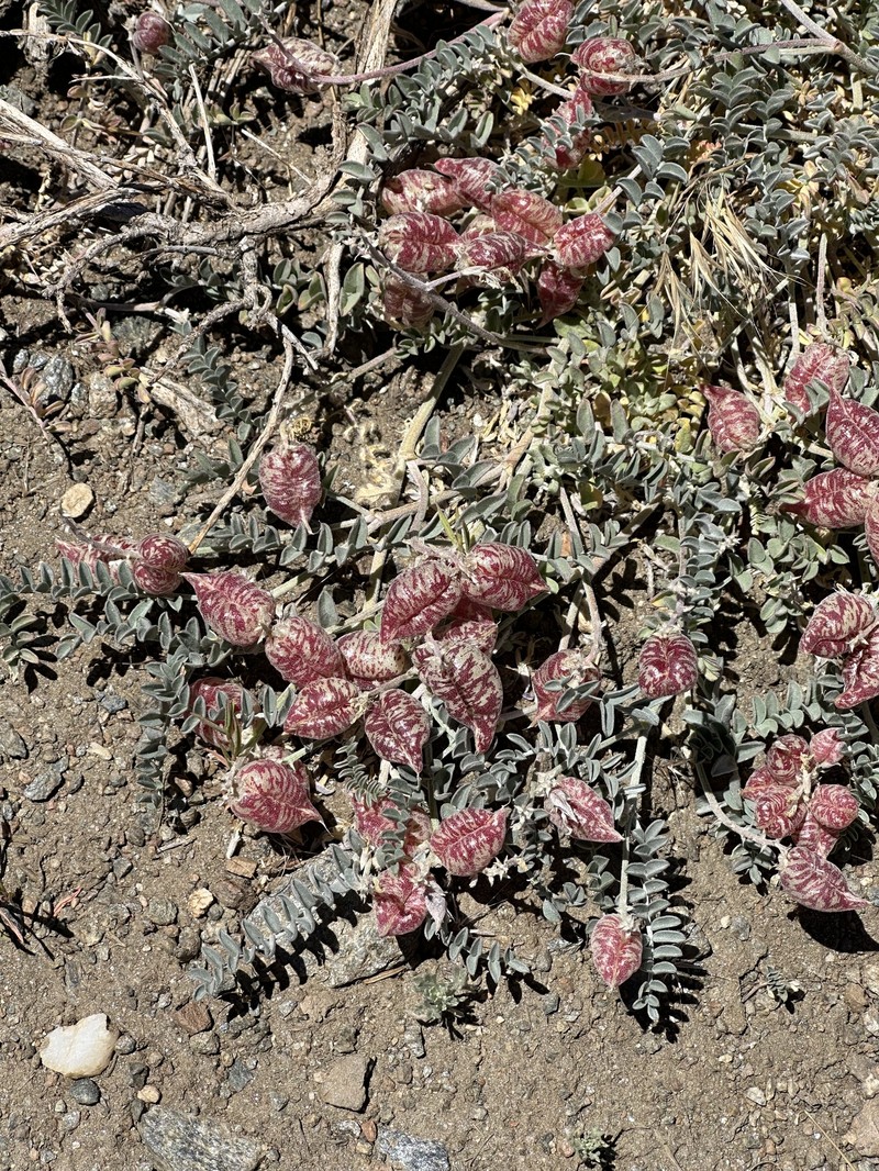Astragalus lentiginosus var. antonius photo 4