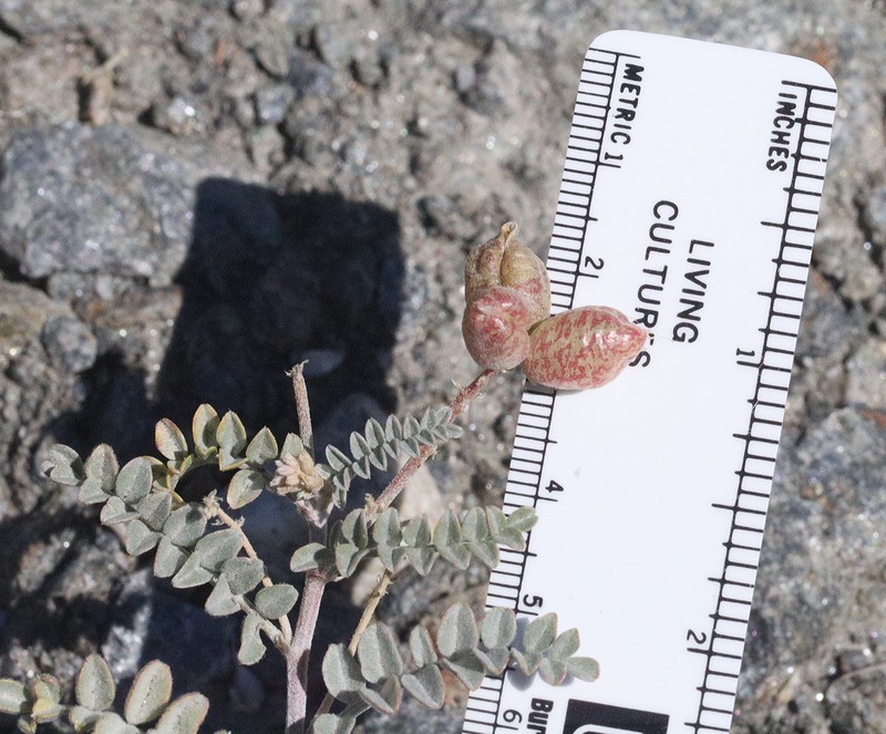 Astragalus lentiginosus var. antonius photo 5