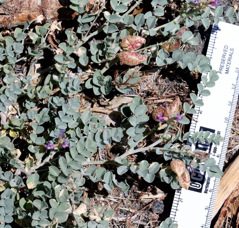 Astragalus lentiginosus var. antonius photo 6