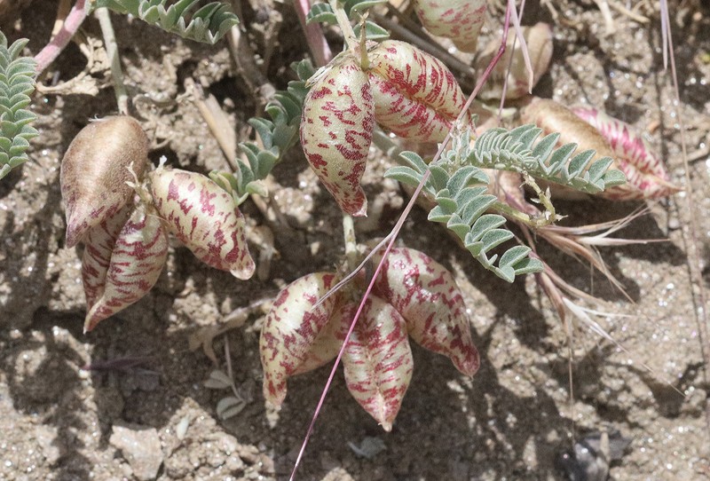 Astragalus lentiginosus var. antonius photo 7