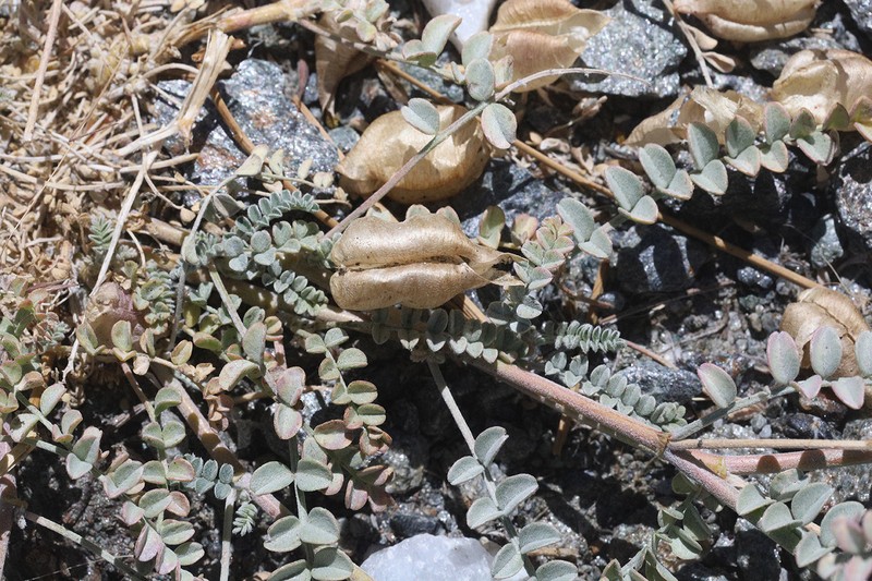 Astragalus lentiginosus var. antonius photo 8