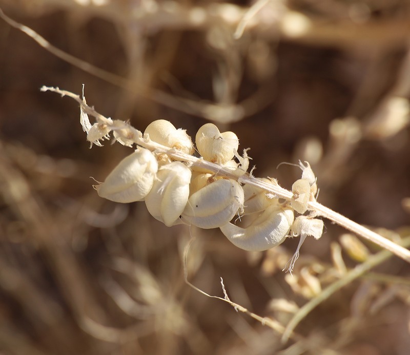 Astragalus lentiginosus var. australis