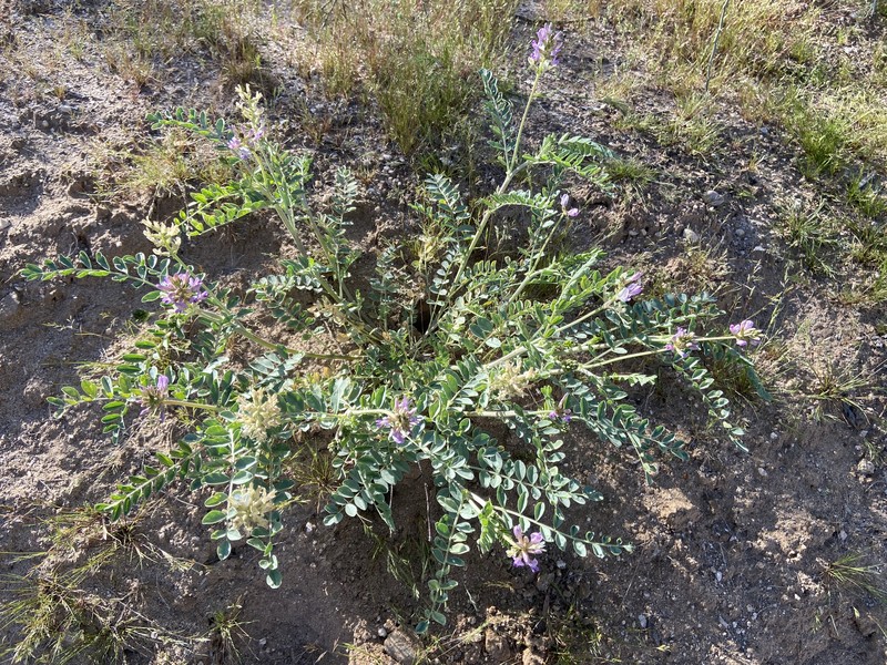 Astragalus lentiginosus var. australis photo 2
