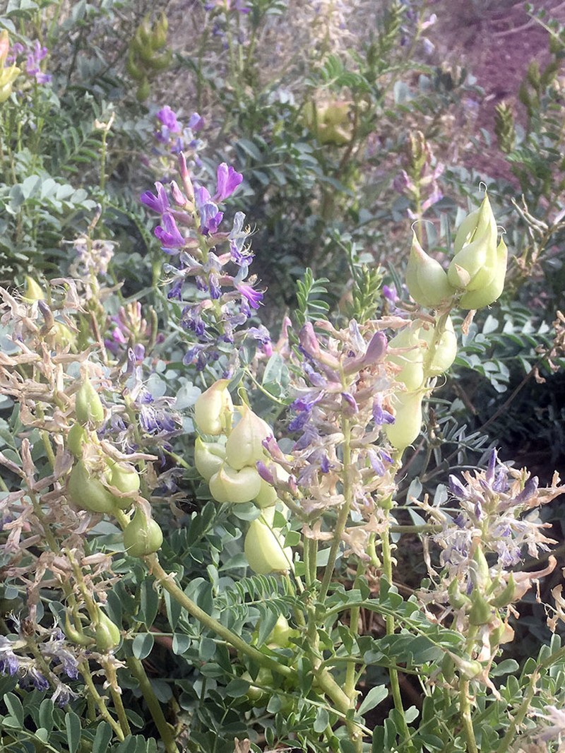 Astragalus lentiginosus var. australis photo 3