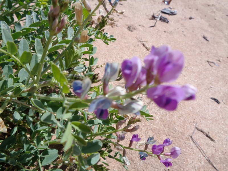 Astragalus lentiginosus var. australis photo 4
