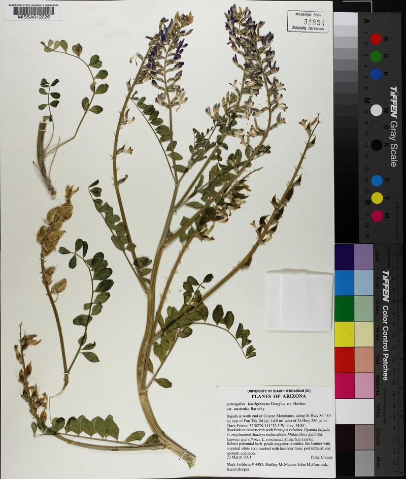 Astragalus lentiginosus var. australis photo 5
