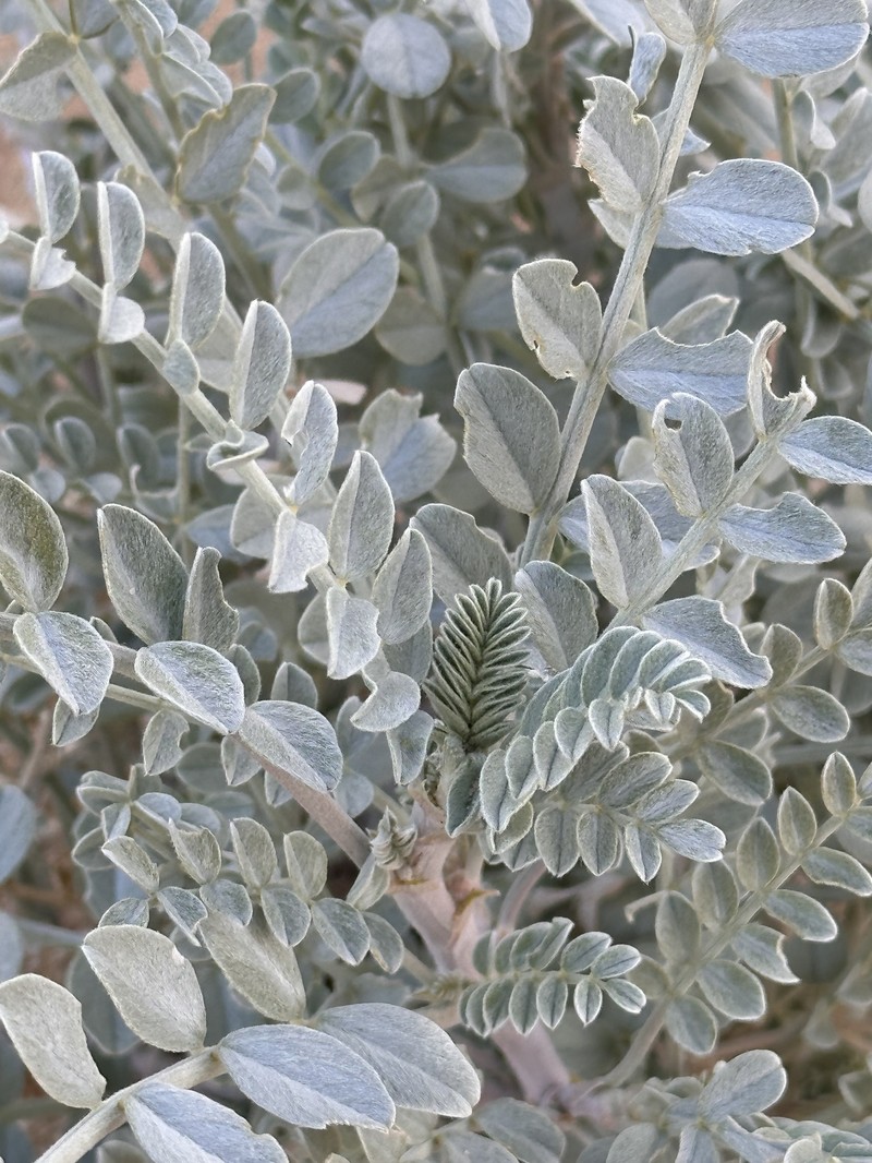 Astragalus lentiginosus var. borreganus