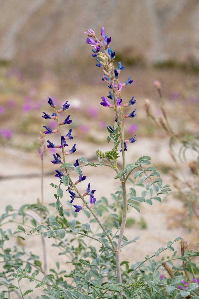 Astragalus lentiginosus var. borreganus photo 2