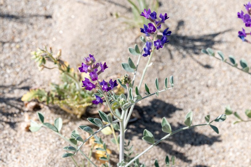 Astragalus lentiginosus var. borreganus photo 3