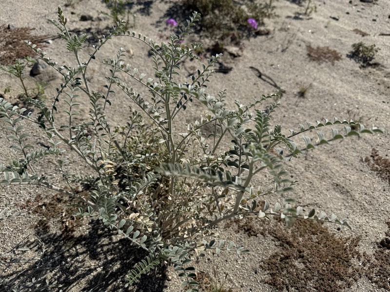 Astragalus lentiginosus var. borreganus photo 4