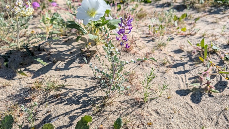 Astragalus lentiginosus var. borreganus photo 5