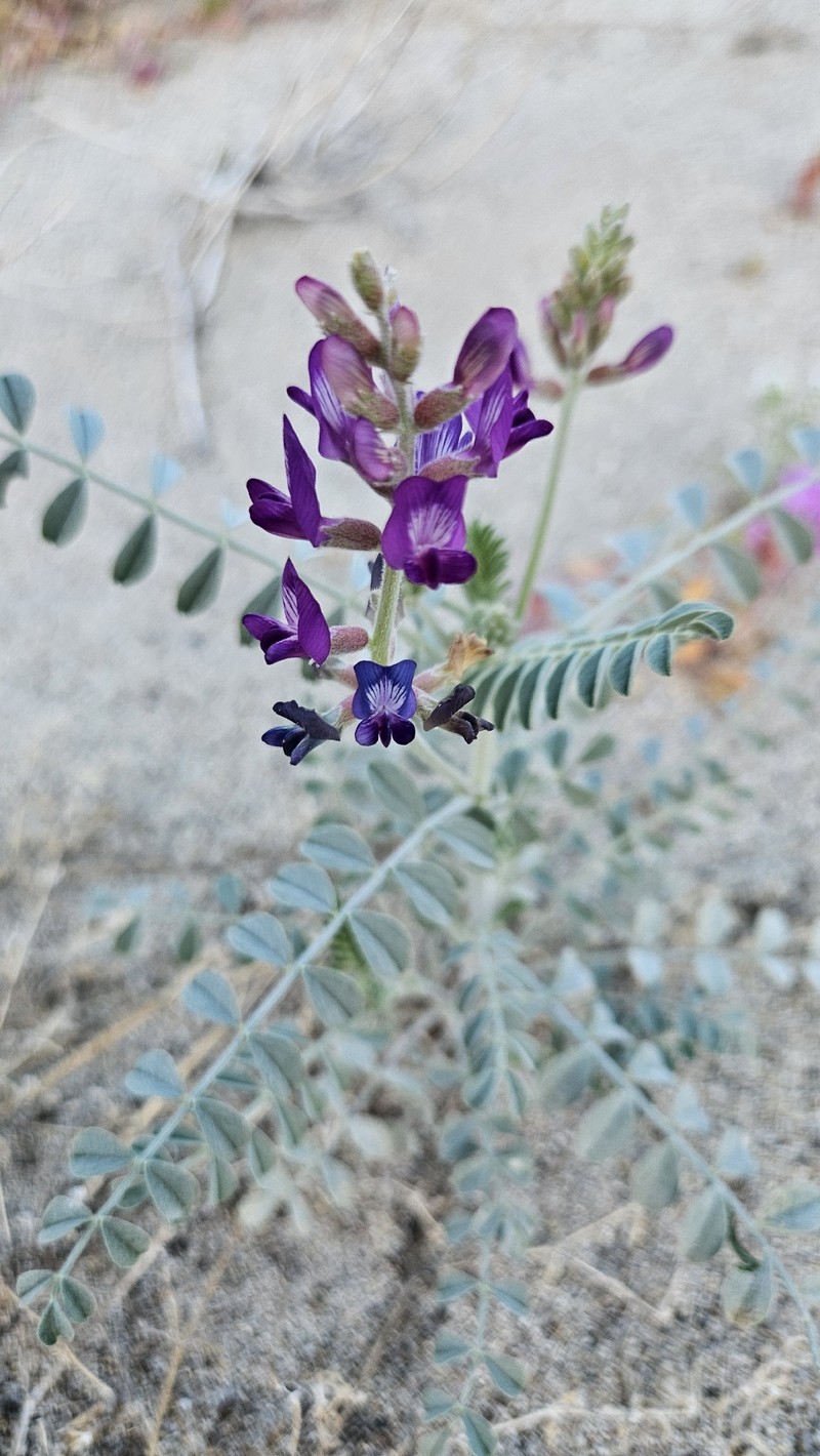 Astragalus lentiginosus var. borreganus photo 6
