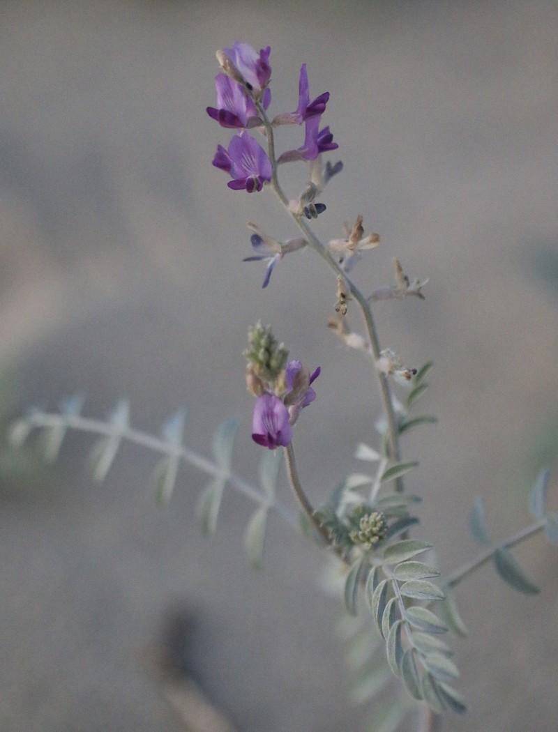 Astragalus lentiginosus var. borreganus photo 7