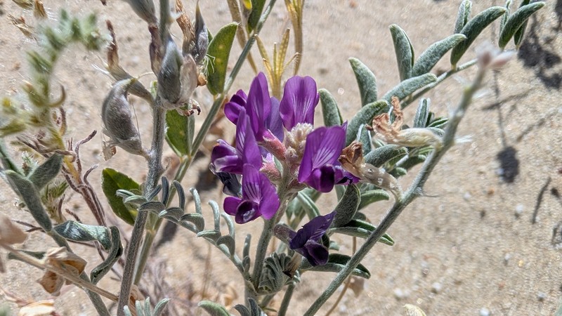 Astragalus lentiginosus var. borreganus photo 8