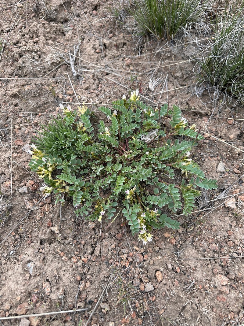 Astragalus lentiginosus var. chartaceus photo 3