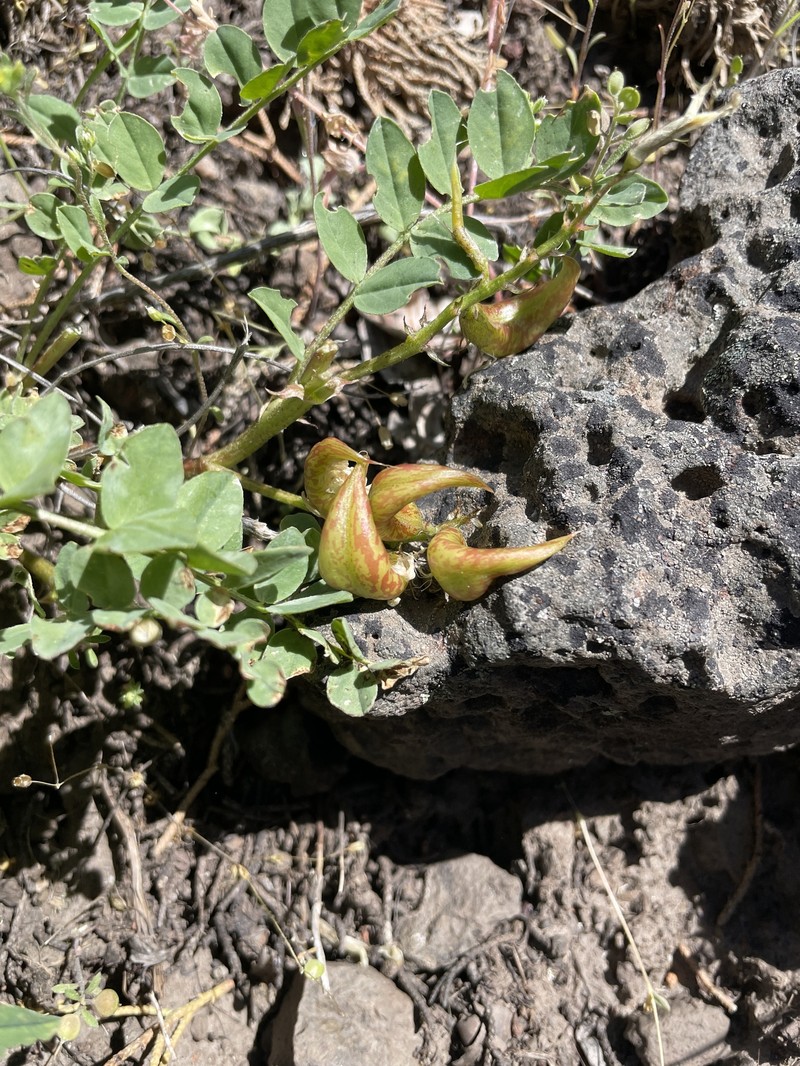 Astragalus lentiginosus var. chartaceus photo 7