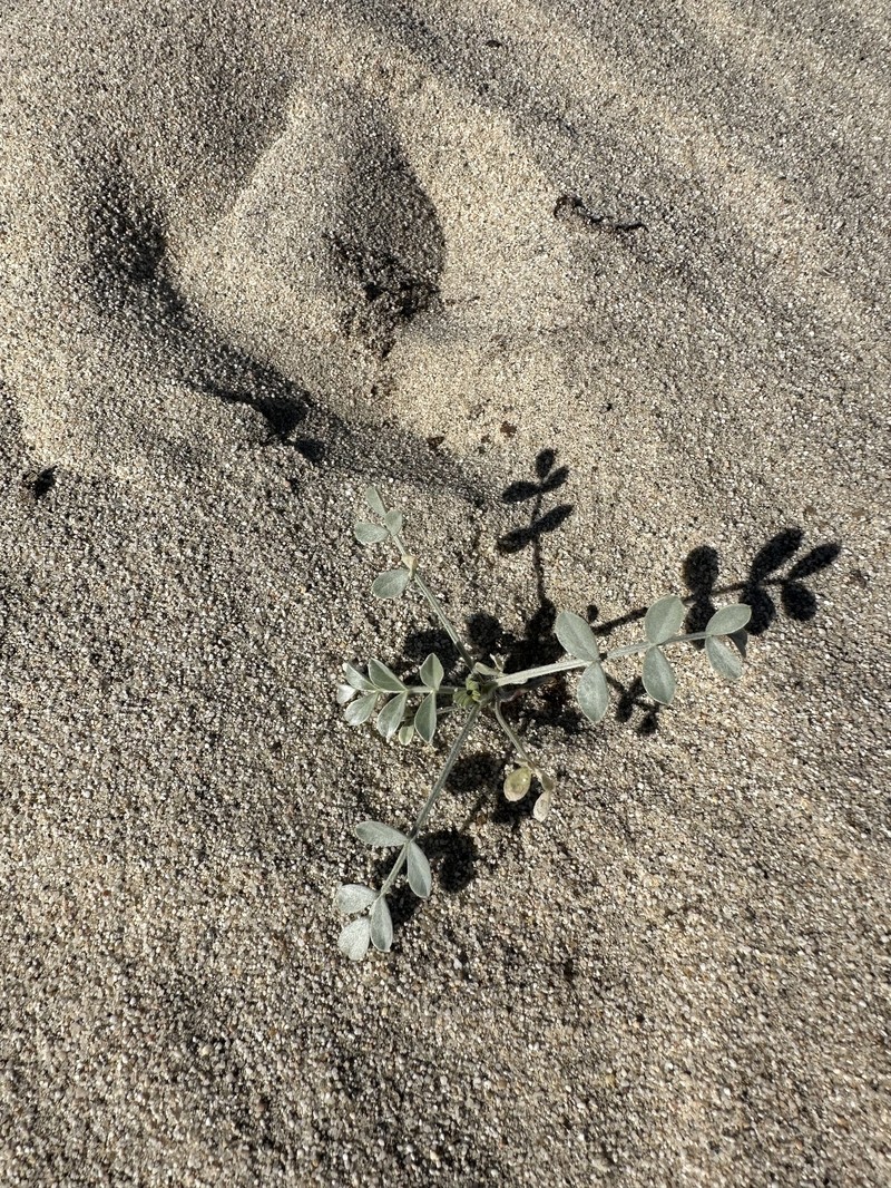 Astragalus lentiginosus var. coachellae photo 2