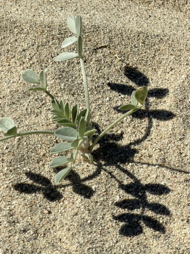 Astragalus lentiginosus var. coachellae photo 3